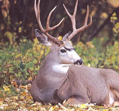 Mule Deer