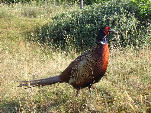 Pheasant