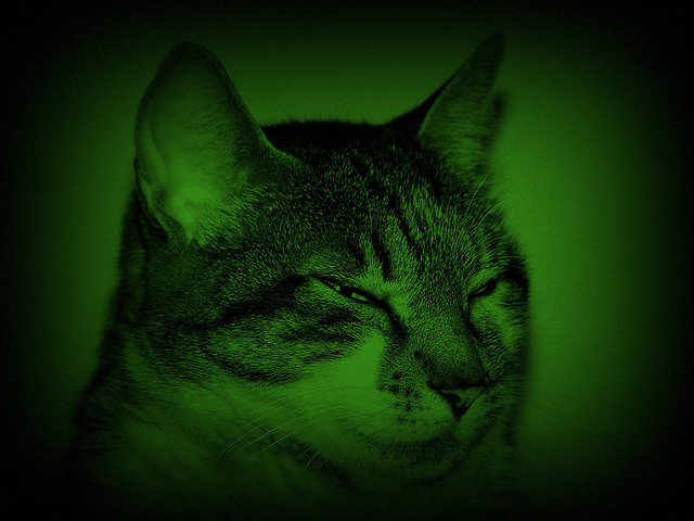 Night Vision Cat. Photo: Lorchaos