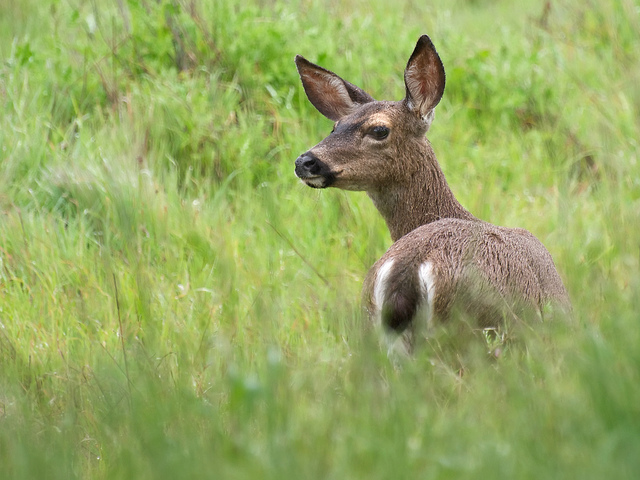 Blacktail in the wild
