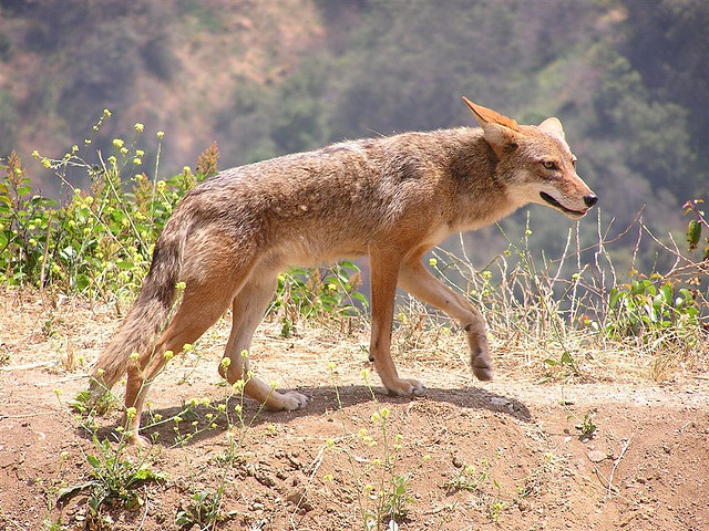 A coyote. Photo: Justin Johnsen
