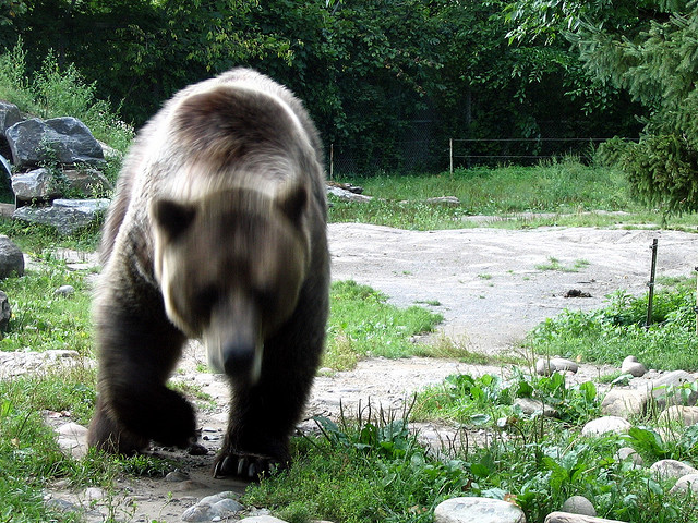 Bear attacking. Photo: Loozr Boy