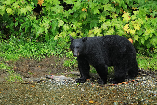 Black Bear