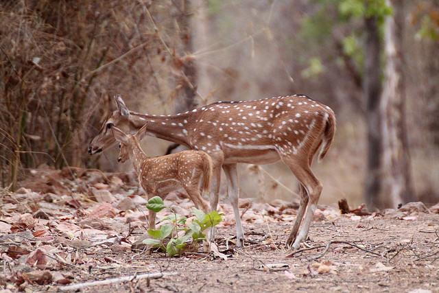 Deer. Photo: Brian Gratwicke