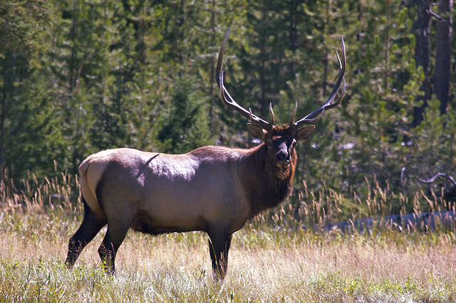 Elk. Photo: Schmeeve