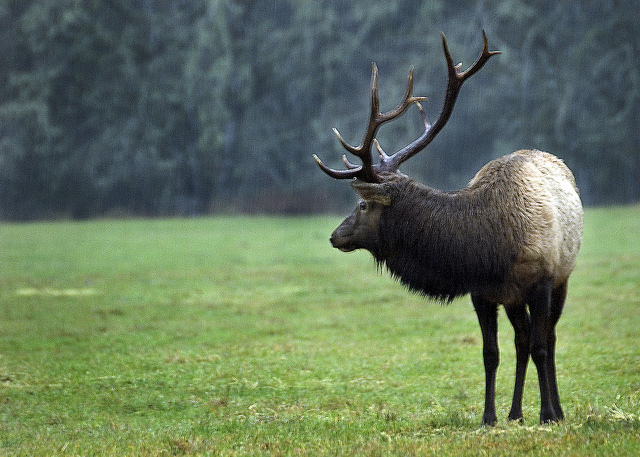 A bull elk in Oregon. Photo: Oregon Department of Fish & Wildlife