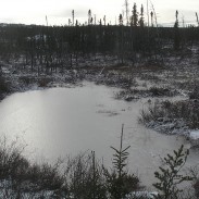 Wintry swamp. Photo: Peupleloup