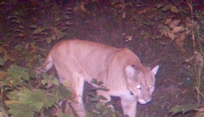 Cougar spotted in Houghton County, MI