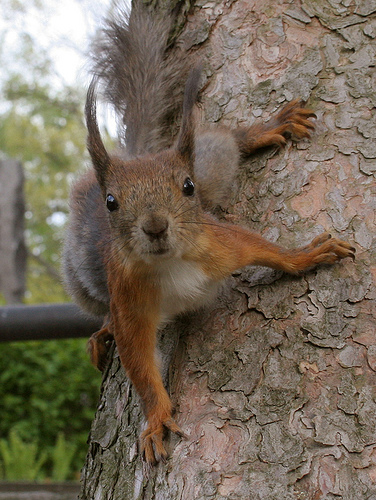 Squirrel