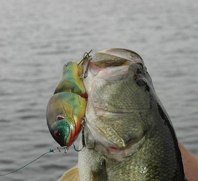 Largemouth with lure