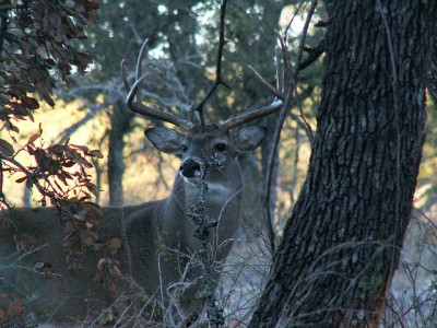 Buck. Photo: Clint and Charles Robertson