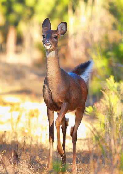 Whitetail. Photo: Emery Way