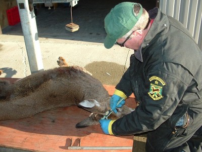 Buck Check Station