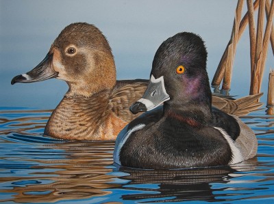 A pair of ringed-neck ducks painted by Jim Denney of Alexander City, Ala., was the winner of the 2011 Alabama Waterfowl Stamp Art Contest. The artwork adorns the 2012-2013 Alabama Waterfowl Stamp.