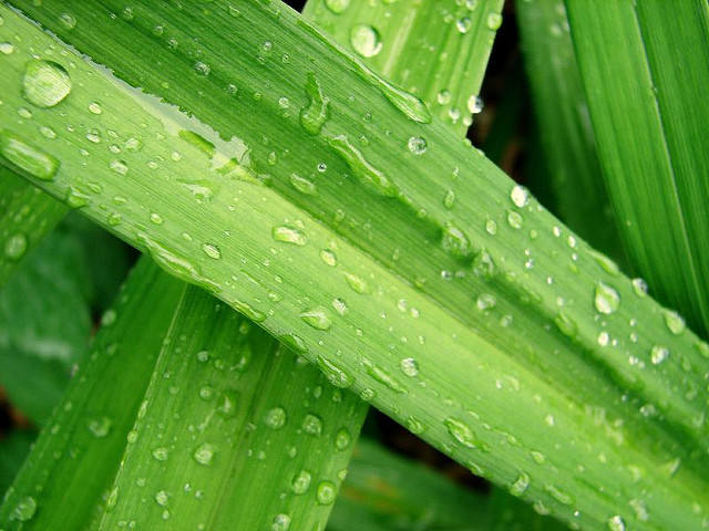 Dewy vegetation