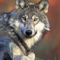 gray_wolf