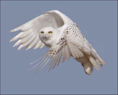 snowyowl