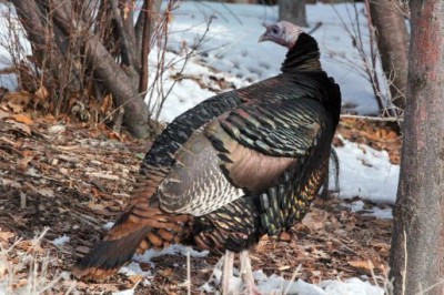 Turkey hunting utah