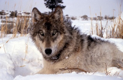 Close up of a gray wolf in the midwest region, United States