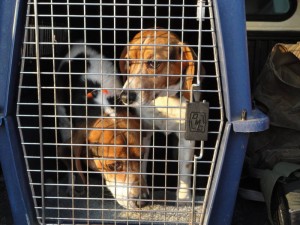 A Brace of Beagles Makes for an Ideal Hunt