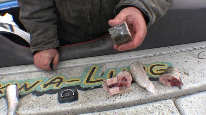 Catfishing Baits