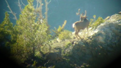 Quick shot of a buck