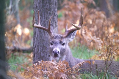 Whitetail Buck. Photo: Glacier National Park Service