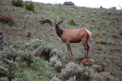 Elk in Mammoth, Wyoming