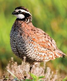 Quail