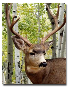 buckdeer