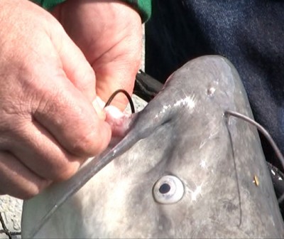 Circle hooks for catfishing