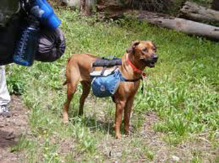 Hiking with your dog
