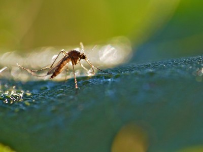 Mosquito