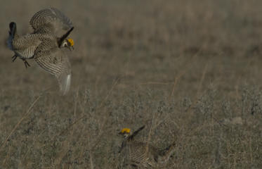 AERIAL-SURVEY-TO-SEARCH-LESSER-PRAIRIE-CHICKEN-RANGE_frontimagecrop