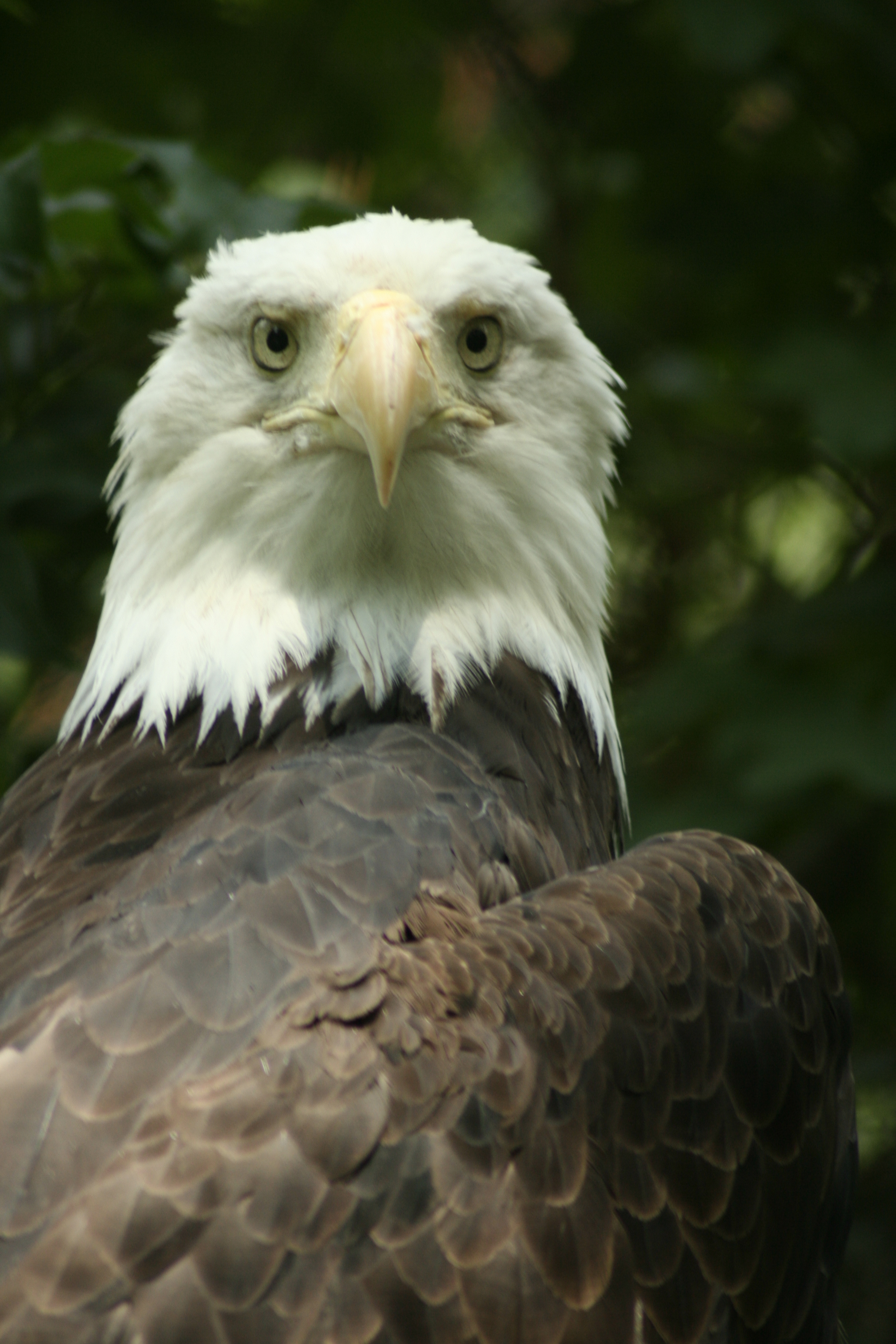 Wyoming Native Americans Win Right to Hunt Bald Eagles | OutdoorHub