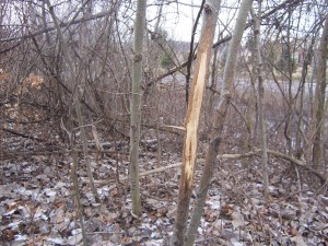 If you look beyond this nice rub you will see a roadway in the background. Don't overlook urban woodlots when it comes time to shed hunt.