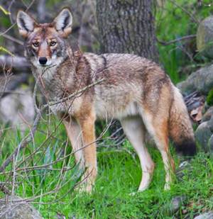 coyote