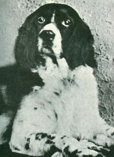 Jim the Wonder Dog