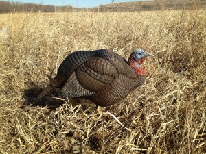 Turkey decoy