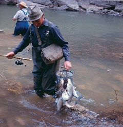 white bass