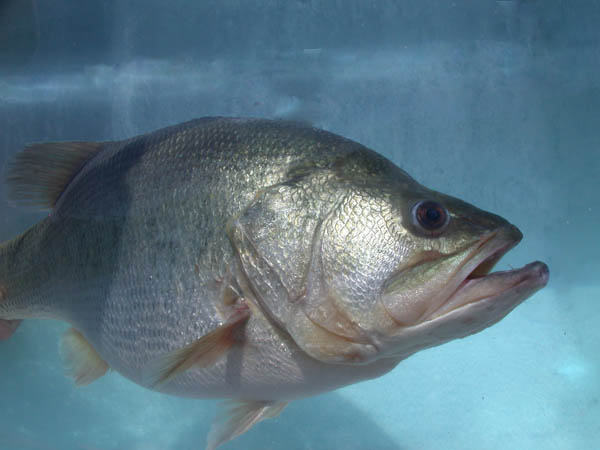Bass