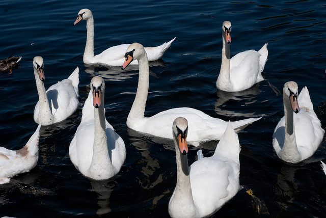 Mute Swans are so called because they are less vocal than other swans