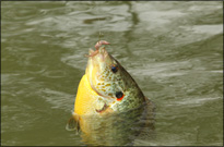 Bream