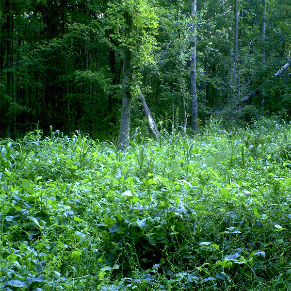 Whitetail Food Plots Part 3