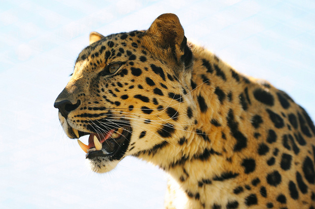 The Amur leopard is critically endagered, with the majority of the population residing in zoos.