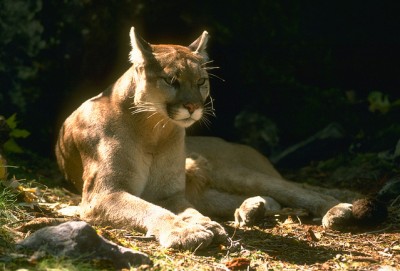 California Department of Fish and Game photo