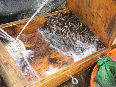 Young American eels being studied in Pennsylvania.