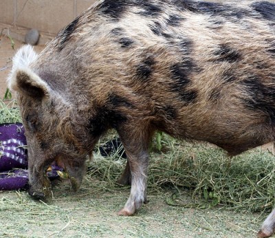 feral swine