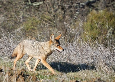 Coyote along the Redtail Loop trail in Arastradero Preserve, California