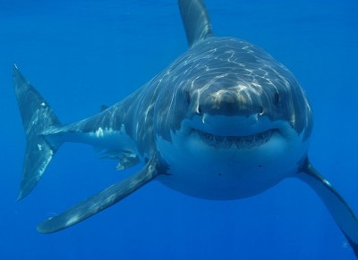 Great White Shark spotted while cage diving in South Africa